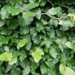 Grön bokhäck - Fagus sylvatica 125/150 cm