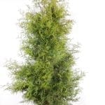 Thuja Brabant 180/200 cm