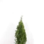Thuja Smaragd 80/100 cm