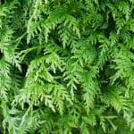Thuja Martin 80/100 cm