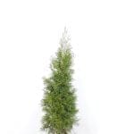 Thuja Smaragd 100/120 cm
