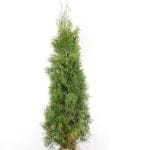 Thuja Smaragd 160/180 cm