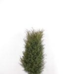 Taxus Baccata 100/120 cm