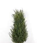 Taxus Baccata 120/140 cm