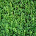 Taxus Media Hicksii 120/140 cm
