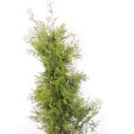 Thuja Brabant 120/140 cm