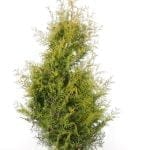 Thuja Brabant 160/180 cm