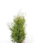 Thuja Brabant 80/100 cm
