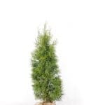 Thuja Smaragd 120/140 cm