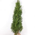 Thuja Smaragd 225/250 cm