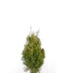 Thuja Smaragd 60/80 cm