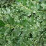 Holly Blue Prince 60/80 cm