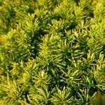 Taxus Baccata David 180/200 cm