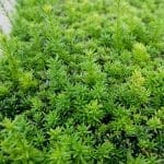 Taxus Media Hillii 180-200 cm