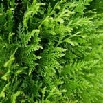 Thuja Atrovirens 80/100 cm
