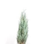 Blå kalifornisk cypress 100/120 cm