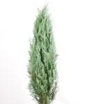 Blå kalifornisk cypress 160/180 cm