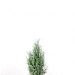 Blå kalifornisk cypress 60/80 cm