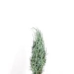 Blå kalifornisk cypress 80/100 cm