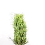 Gul Cypress 100/120 cm