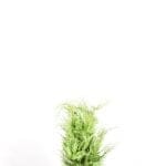 Gul kalifornisk cypress 60/80 cm