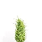 Gul kalifornisk cypress 80/100 cm