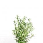 Laurel Caucasica 100/125 cm