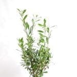 Laurel Caucasica 125/150 cm