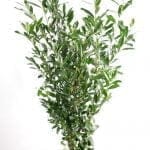 Laurel Caucasica 150/175 cm