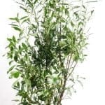 Laurel Caucasica 200/225 cm