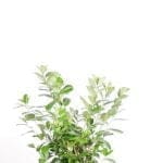 Laurel Novita 100/125 cm