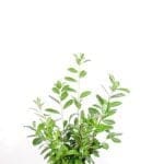 Laurel Novita 125/150 cm