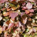 Rödbokshäck - Fagus Sylvatica Atropurpurea 100/125 cm