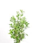 Laurel Rotundifolia 100/125 cm