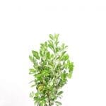 Lagerhägg Rotundifolia 80/100 cm