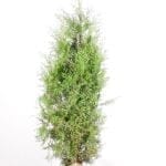 Thuja Brabant 140/160 cm