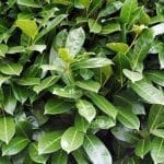 Laurel Etna 125/150 cm