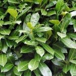 Laurel Etna i kruka 80/100 cm