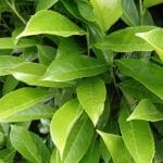 Laurel Genolia 60/80 cm