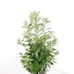 Laurel Rotundifolia 125/150 cm