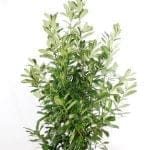 Laurel Rotundifolia 150/175 cm