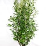 Laurel Rotundifolia 175/200 cm