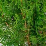 Thuja Excelsa 80/100 cm