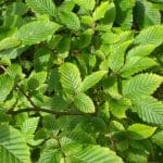 Avenbok - Carpinus Betulus 80/100 cm