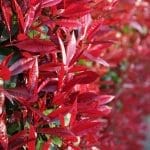 Photinia Fraseri Red Robin - Glansig mispel 80/100 cm