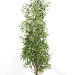 Portugisisk lagerhägg 125/150 cm