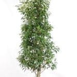Portugisisk lagerhägg 150/175 cm
