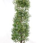 Portugisisk lagerhägg 175/200 cm