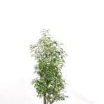 Portugisisk lagerhägg 80/100 cm