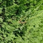 Cypress Leylandii 125/150 cm